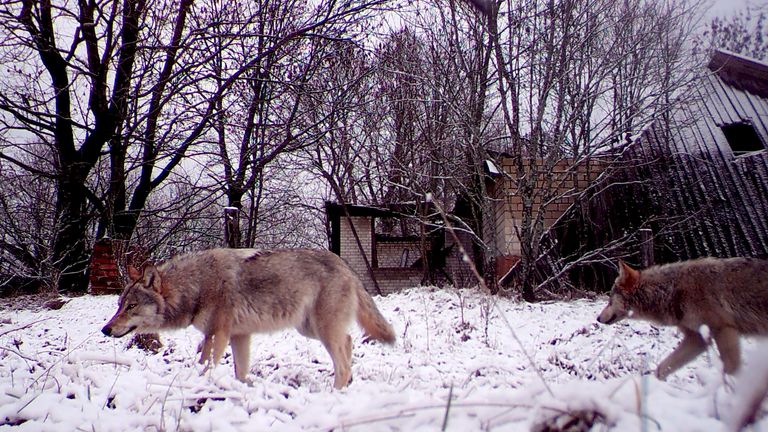 Wolves walk in the 30 km (19 miles) exclusion zone around the Chernobyl nuclear reactor in the abandoned village of Orevichi, BelarusPic: Reuters