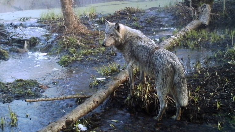 A wolf in a wild wood in Ukraine's ChernobylPic:AP
