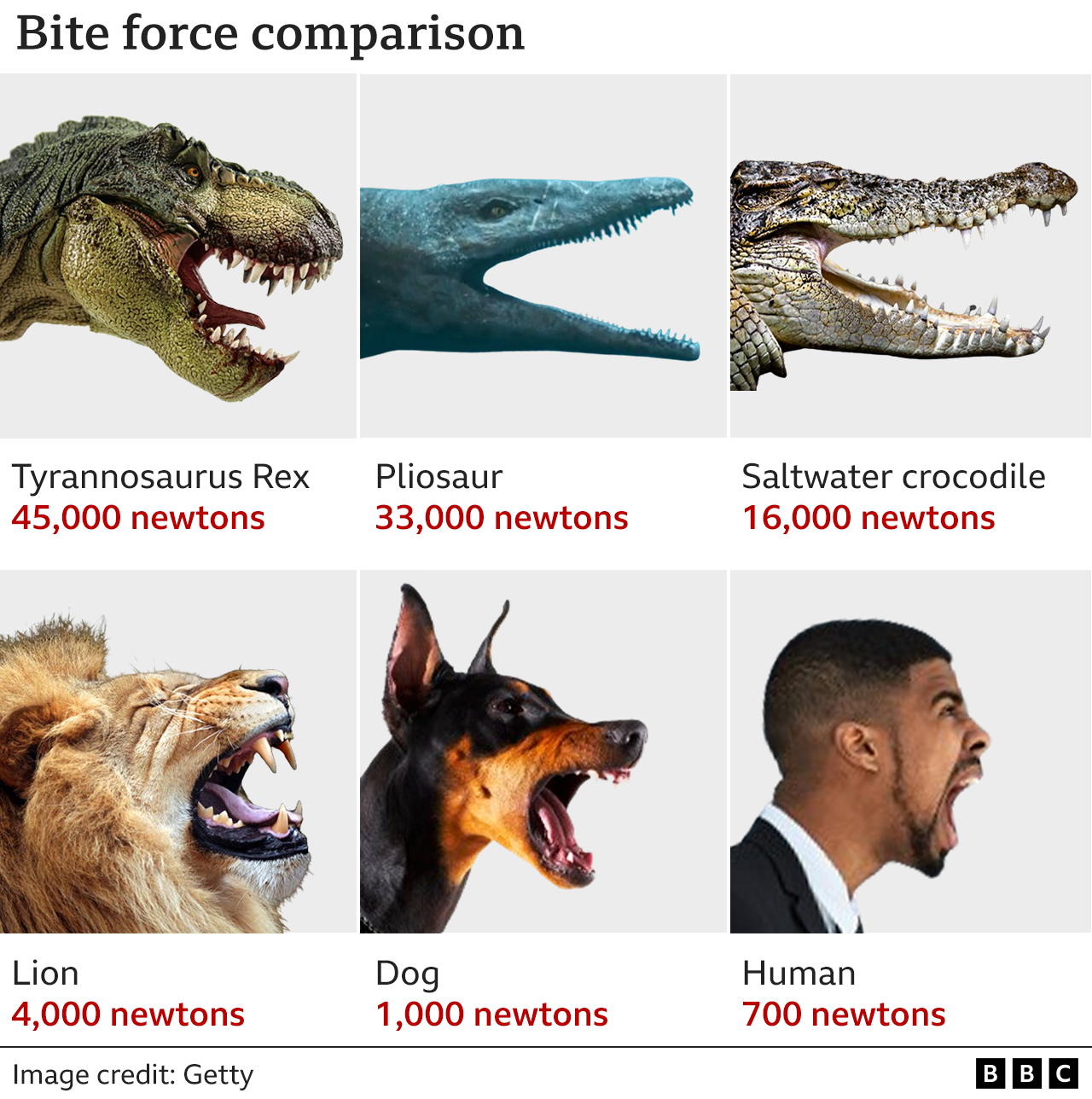 Bite force comparison