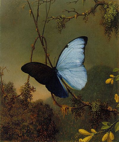 401px-Martin_Johnson_Heade_-Blue_Morpho_Butterfly_ATC.jpg