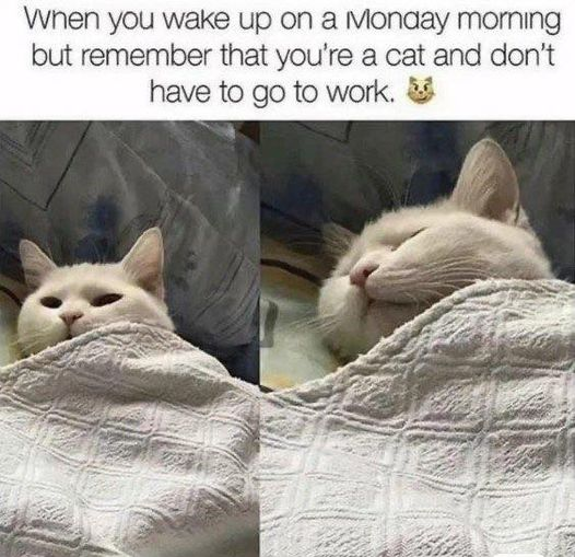 1730744051877.png