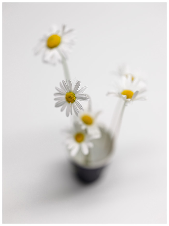 2025-06-19-01-10-52-somebody-at-work-put-carefully-together-widflowers,-with-cotton-and-water,...jpg 2025-06-19-01-10-52-somebody-at-work-put-carefully-together-widflowers,-with-cotton-and-water,...jpg