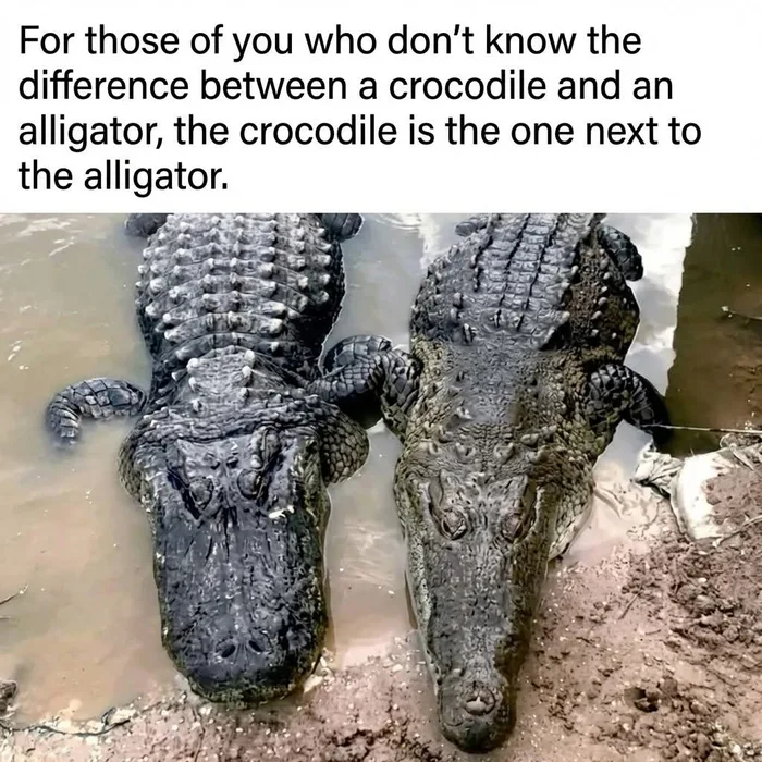 alligator and crocodile.webp