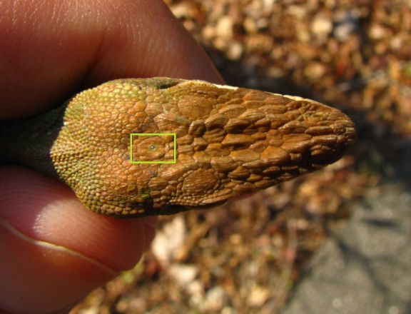 Anolis_carolinensis_parietal_eye (rs).jpg