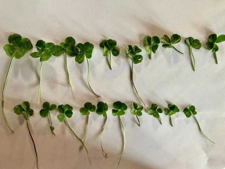 clovers.jpg