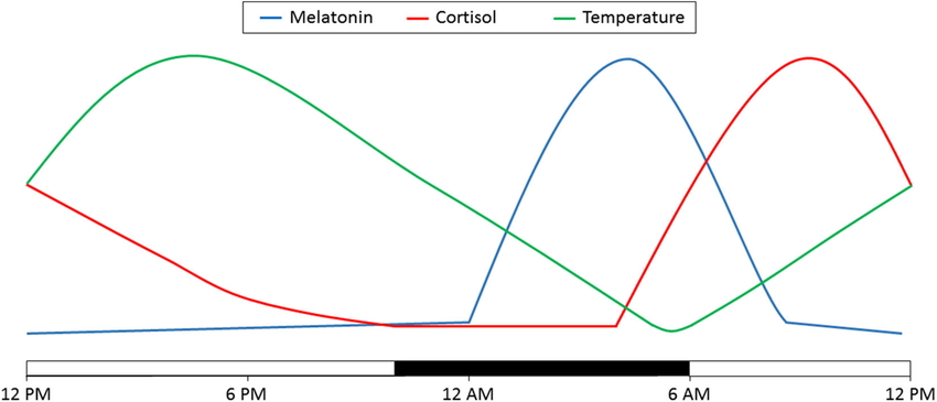 Diurnal-variations-in-melatonin-cortisol-and-temperature-Depicted-here-is-the-variation.png