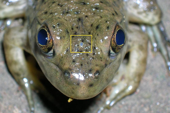 Frog_parietal_eye(rs).jpg