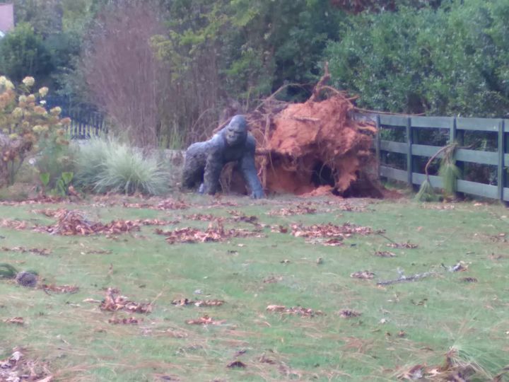 hurricane gorilla.jpg