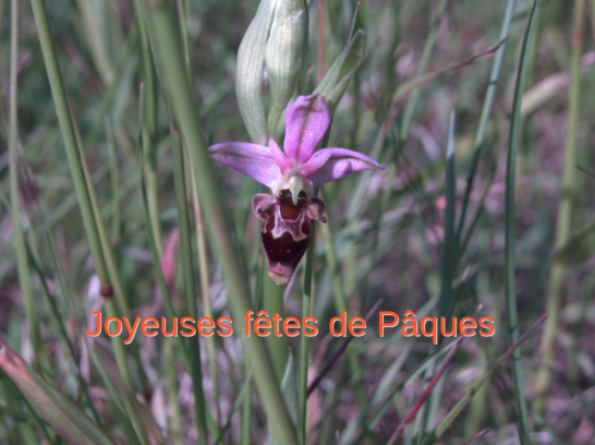 Image collée (2).png