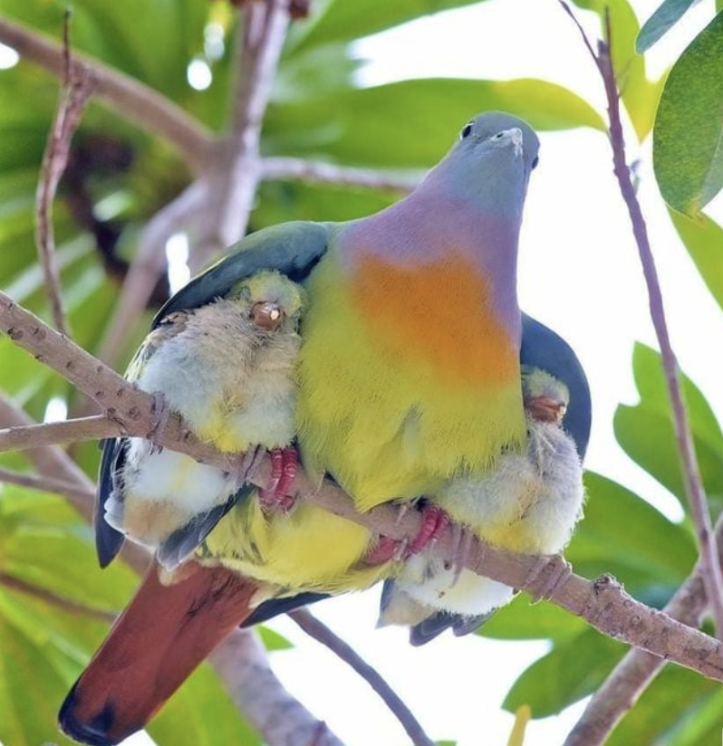 Laura - a comforting embrace.png