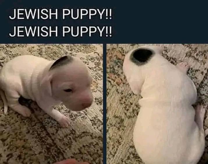 Puppy Jew.jpg