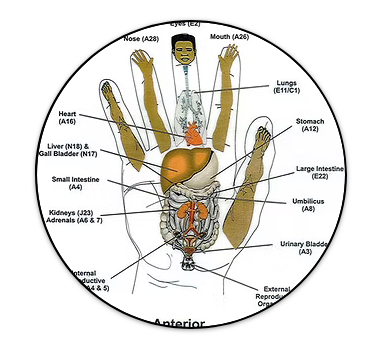 Screenshot 2026-02-14 at 16-04-02 Koryo Hand Acupuncture acupuncture.png
