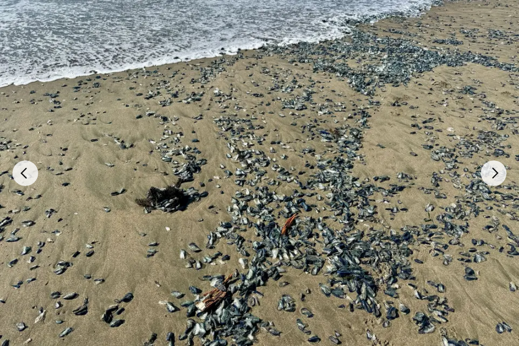 Screenshot 2026-04-27 at 22-08-55 Thousands of blue sea creatures wash up on California beaches.png