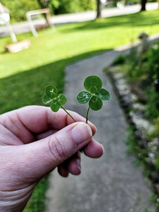 yard clovers.png