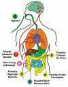 parasitechart.gif