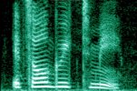 800px-Human_voice_spectrogram.jpg