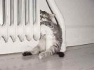 cat radiator.jpg