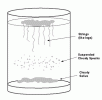 candida test.gif