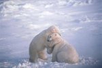 polar+bear+hug.jpg