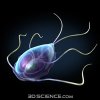 3d_model_giardia_web1[1].jpg