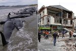 whales-and-earthquake-pic-reuters-and-getty-images-905158927[1].jpg