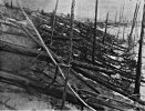 Tunguska_event_fallen_trees.jpg
