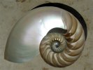 fibonacci_shell.jpg