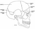 occiptal bone.jpg