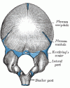 occiptal ridge.gif