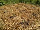 Burleys and Smyrna's in newer plot - 6-24-12 ten days after transplanting sm .jpg