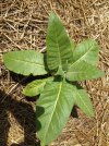 Virginia Bright Leaf closeup 7-1-12.jpg