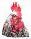 rooster_by_grini-d4gfztq.jpg