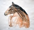 horse_by_grini-d4cskoh.jpg