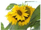 sunflower.JPG