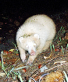 albino badger.png