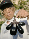 Mutated eggplant.png