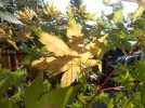 DSCN0606.JPG