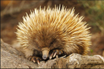 echidna.png