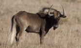 black-wildebeest-mountain-zebra-national-park-south-africa-820x493.jpg