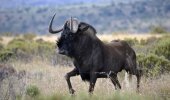 black-wildebeest-820x483.jpg