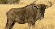 Blue-Wildebeest.jpg