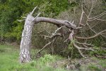 1200-68120121-crooked-dead-tree.jpg