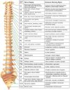 spinal nerve chart.jpg