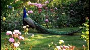 peacock and roses.jpg