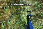 HB Laura.jpg
