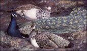 peacocks.jpg