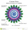 corona-virus-particle-structure-file-eps-format-36842583.jpg