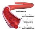 450-24956145-blood-vessel.jpg