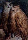 Two Owls - Dore.jpg