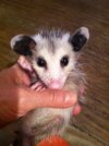 opossum2.jpg